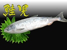 鮭児～けいじ（漁協証明付き）