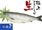 【新物・天然】北海道産定置網生ときしらず鮭（ラウンド）