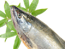 【新物】 汐べに鮭（沖獲り極上）