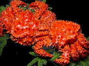 新物 極上花咲かに