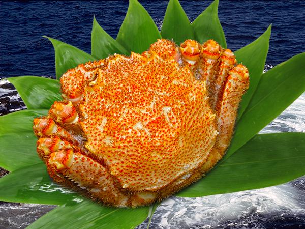 北海道産ボイル春毛がに650グラム前後