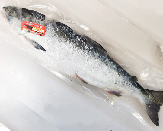 北海道産天然汐めじか鮭（オス）大3.6キロ前後