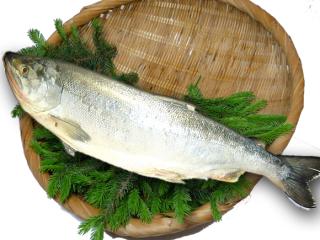 北海道産天然汐めじか鮭を通販でお取り寄せ