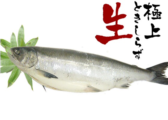 【新物】生冷凍ときしらず鮭（ラウンド）3.7キロ前後