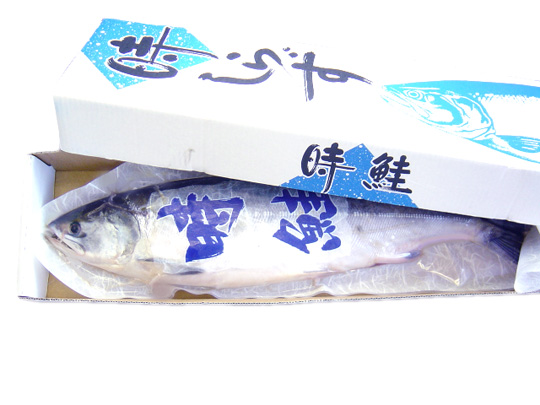 【新物】冷凍生ときしらず鮭（ラウンド）3.5キロ前後