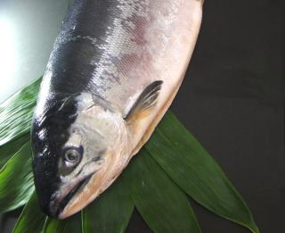 汐紅鮭（沖獲り）を通販でお取り寄せ