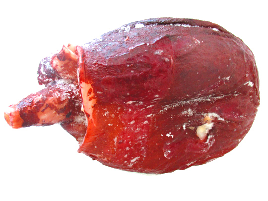 北海道産たこ頭約1キロ