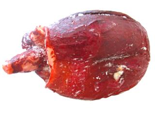 北海道産たこ頭を通販でお取り寄せ