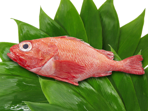 冷凍めんめ きんき の通販 お取り寄せ 北の魚屋さん