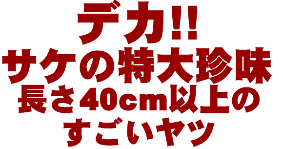 デカ!!特大珍味のサーモンチップ