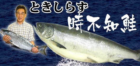 時鮭 ときしらず の通販 お取り寄せ 北の魚屋さん